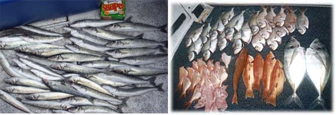 Pic 1.  Showing dead fish like this is a big no, no.  Pic 2.  There is nothing to be proud of here. © Jarrod Day
